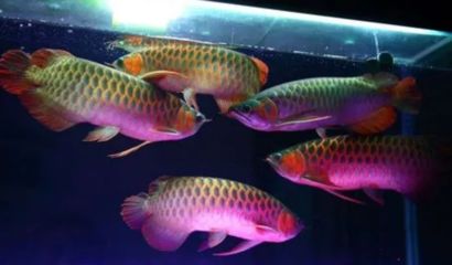 龍魚配什么魚最佳養：鸚鵡魚與龍魚混養的優缺點，