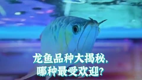 哪種龍魚品種最受歡迎？