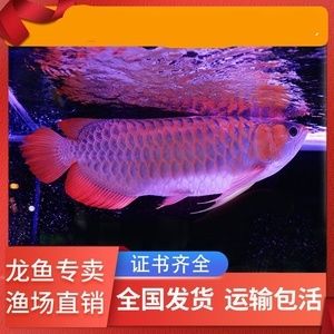 紅龍魚苗疾病預防方法：紅龍魚苗日常健康管理要點紅龍魚苗飼養密度最佳實踐