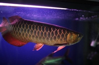 龍魚魚缸尺寸標準圖：龍魚魚缸尺寸標準圖龍魚魚缸布置美學指南