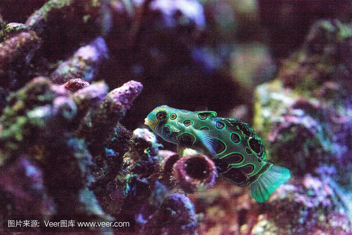 七角龍魚（關于七角龍魚的一些詳細信息）