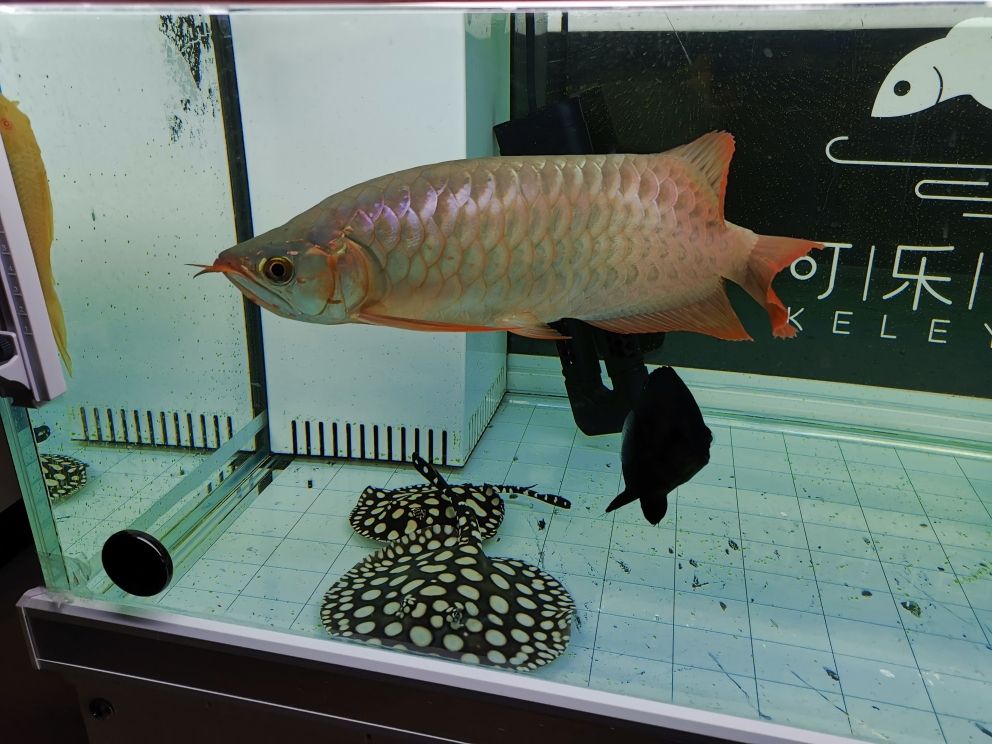 七角龍魚（關于七角龍魚的一些詳細信息）