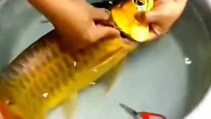 白金龍魚難養嗎為什么不好養：白金龍魚為什么難養