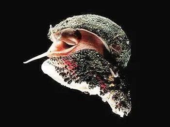 龍魚怎樣做：幾種常見的龍魚烹飪方法
