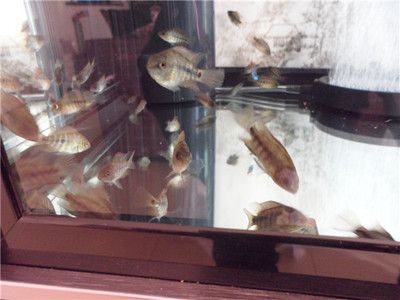 小龍魚苗會被大鸚鵡魚打嗎：小龍魚苗與大鸚鵡魚在同一個魚缸中可能會有一些沖突