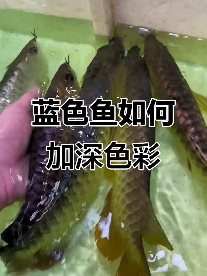 如何飼養藍底過背金龍魚？