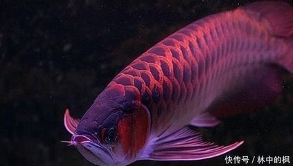 紅龍魚吃食不猛是怎么回事（紅龍魚吃食不猛可能是由多種因素引起） 紅龍魚吃食不猛是怎么回事（紅龍魚吃食不猛可能是由多種因素引起） 龍魚百科 第1張