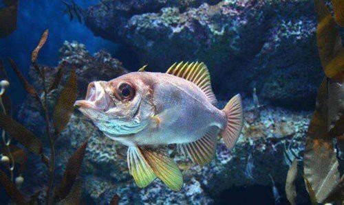 紅龍魚嘴巴一張一合是 紅龍魚嘴巴一張一合是 龍魚百科 第2張