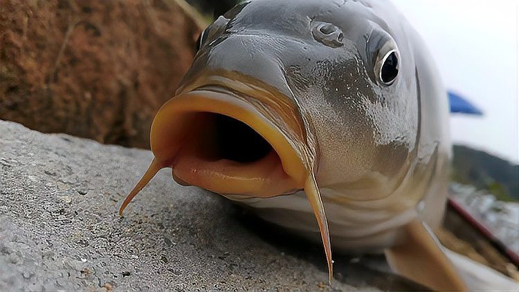 紅龍魚嘴巴一張一合是 紅龍魚嘴巴一張一合是 龍魚百科 第3張