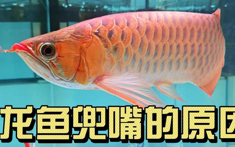 紅龍魚嘴巴一張一合是 紅龍魚嘴巴一張一合是 龍魚百科 第7張