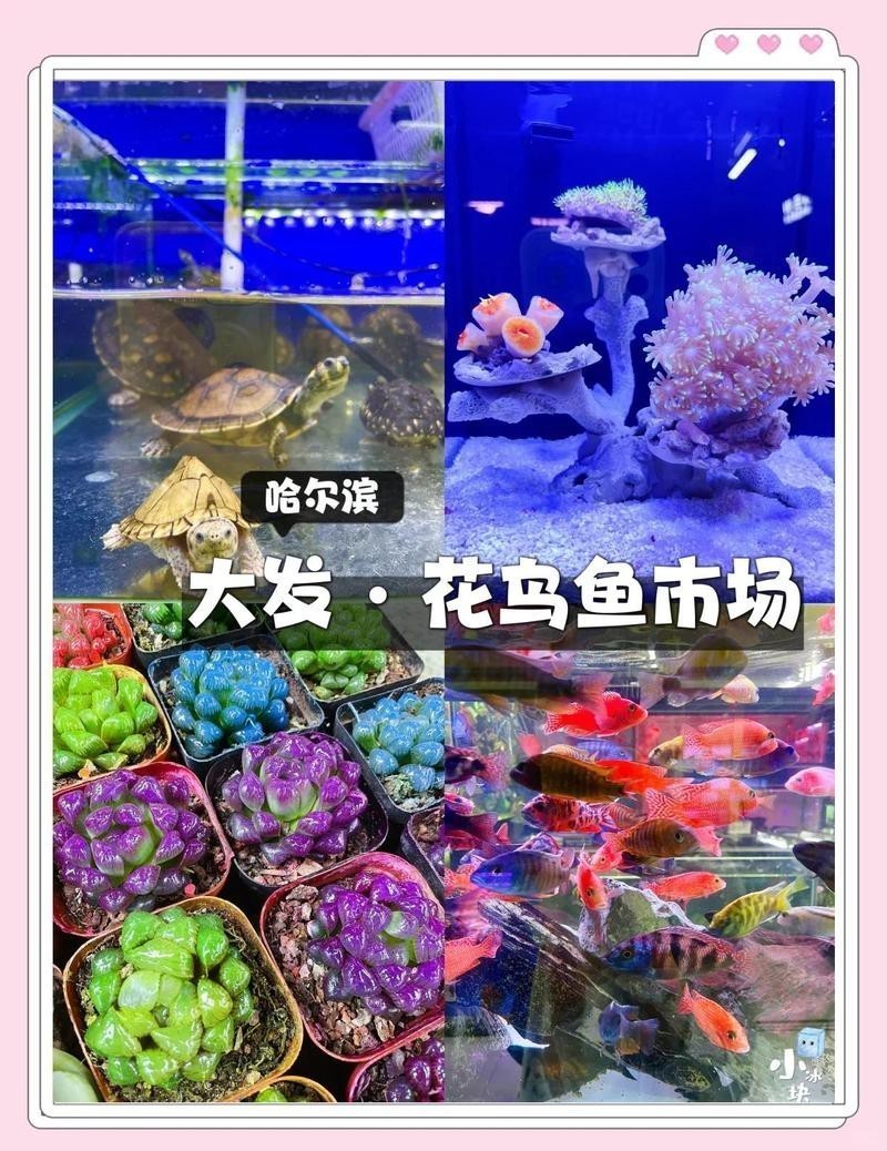 哈爾濱龍魚魚苗批發(fā)市場在哪兒啊