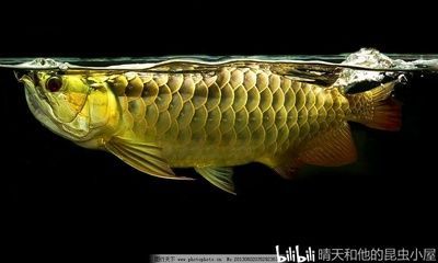 金龍魚的傳說：有聲書:金龍魚