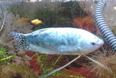 萬龍魚（萬龍魚并不是一個常見的科學分類名稱）