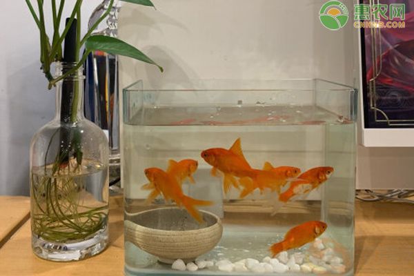 魚缸比較好養的魚有哪些，金波子魚的養殖方式