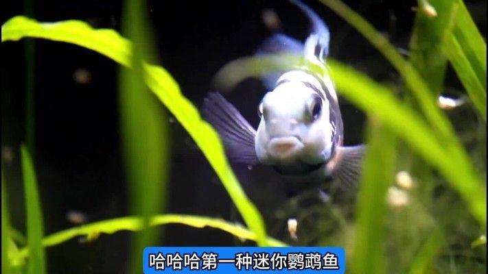 魚缸比較好養的魚有哪些，金波子魚的養殖方式