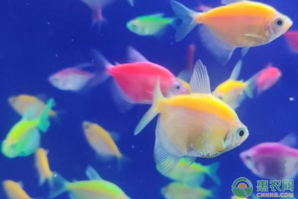 魚缸比較好養的魚有哪些，金波子魚的養殖方式