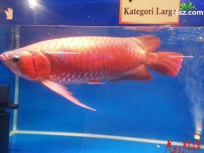 龍魚慢養(yǎng)方法圖解：龍魚的慢養(yǎng)方式圖解