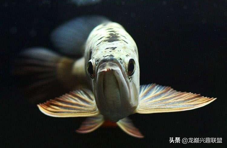 龍魚慢養(yǎng)方法圖解：龍魚的慢養(yǎng)方式圖解