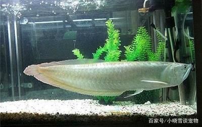 龍魚養2只會不會打架？：如何判斷龍魚的領地意識強弱？