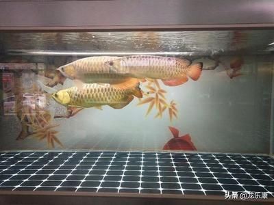 龍魚養2只會不會打架？：如何判斷龍魚的領地意識強弱？