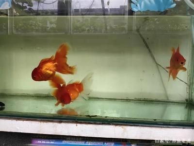 龍魚多長時間能熟悉新環境：龍魚適應新環境的時間為1-4小時