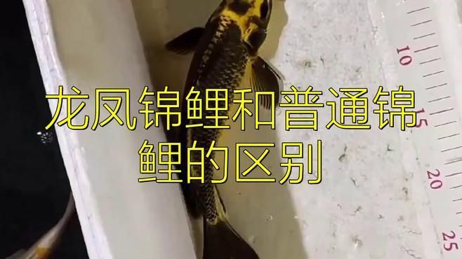 龍鳳鯉魚是什么魚