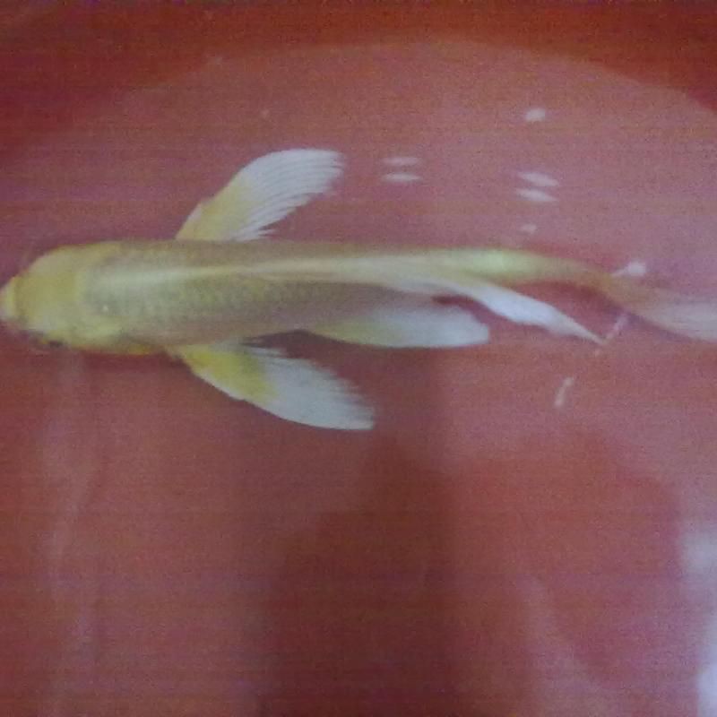 龍鳳鯉魚是什么魚