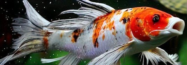 龍鳳鯉魚是什么魚