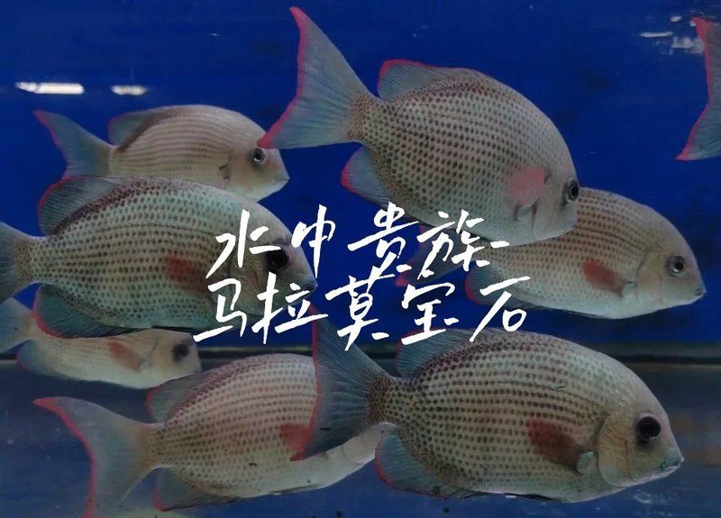 馬拉莫魚是雜魚還是好魚