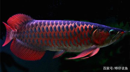 水族燈批發：尋找水族燈批發和貨源基地可以通過多個途徑獲取相關信息