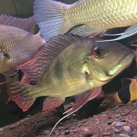 藍玉鳳凰和食土鯛魚的區別