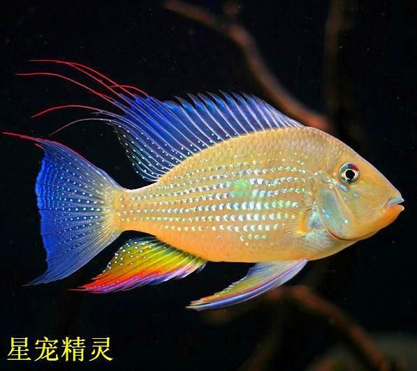 藍玉鳳凰和食土鯛魚的區別