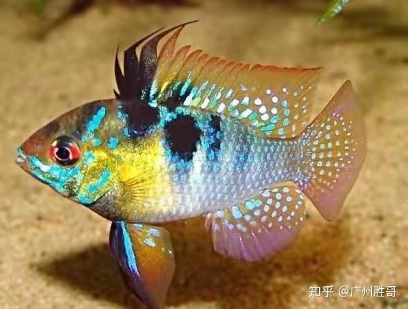 藍玉鳳凰和食土鯛魚的區別