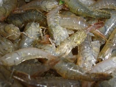 龍魚翻肚怎么扶正：龍魚喂蝦仁與喂蝦段的優缺點分析