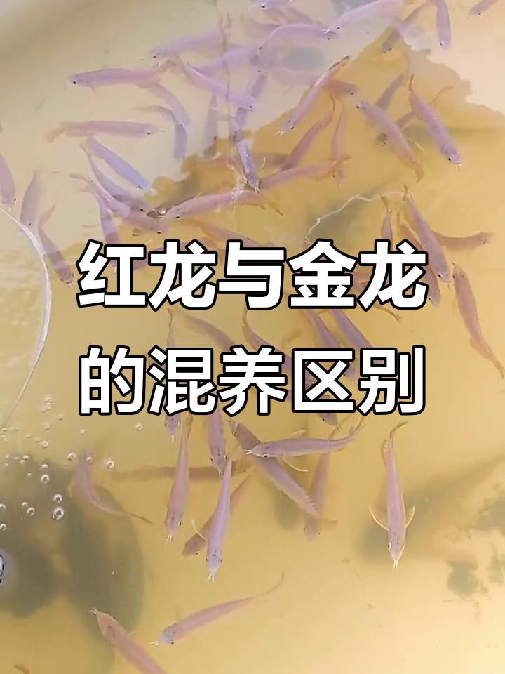 紅龍和金龍哪個更好養？
