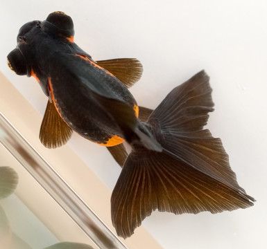 純黑色的龍魚是一種非常罕見且具有極高觀賞價值的魚類：純黑色的龍魚是一種怎樣的魚類？