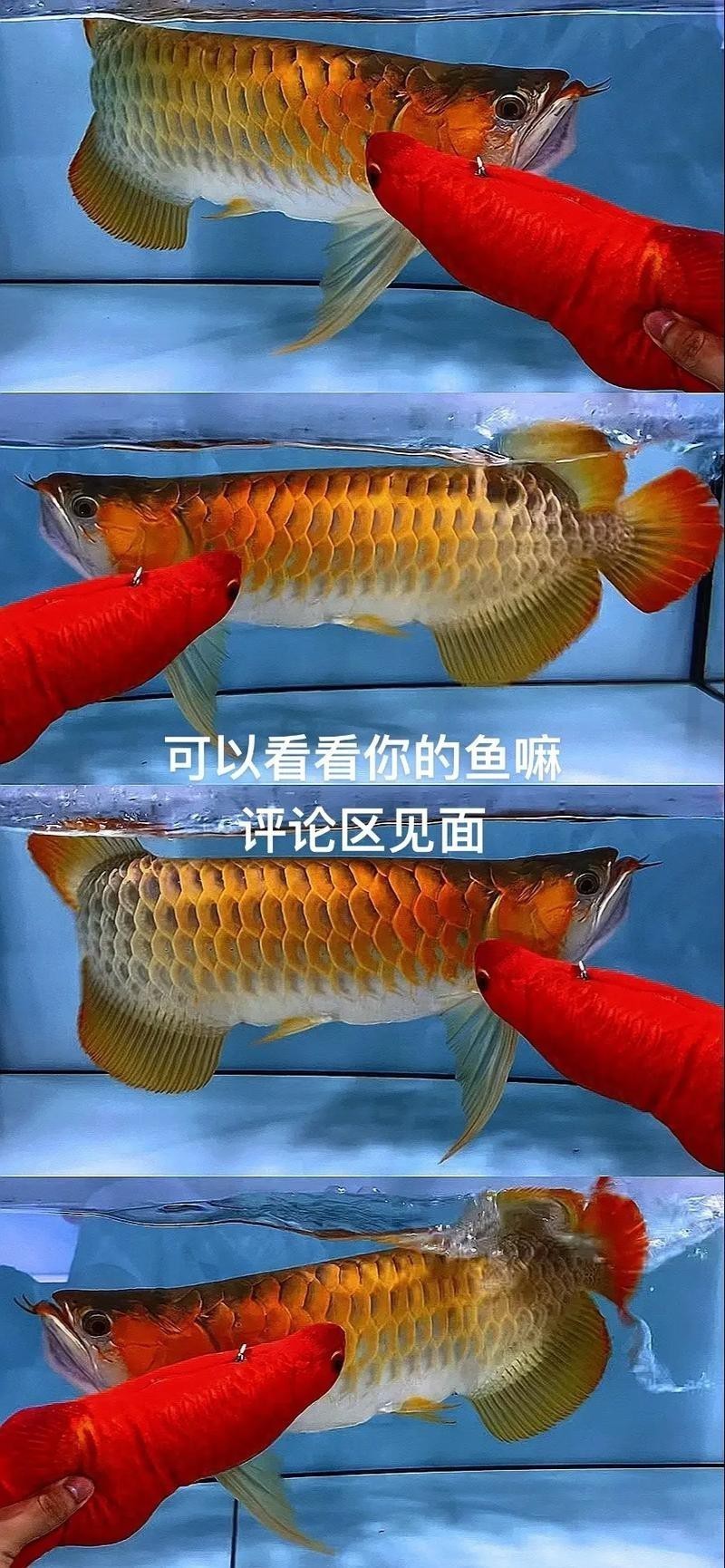 品相好的紅龍魚