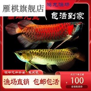 紅龍魚的生長潛力受到多種因素影響，紅龍魚的生長潛力：紅龍魚的生長潛力 紅龍魚的生長潛力受到多種因素影響，紅龍魚的生長潛力：紅龍魚的生長潛力 龍魚百科 第2張
