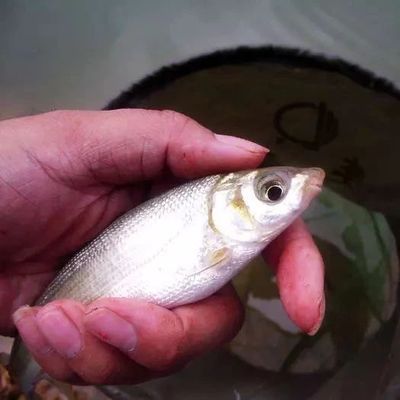 黃尾巴龍魚(yú)是什么品種，：黃尾巴龍魚(yú)是什么品種黃尾巴龍魚(yú)是什么品種