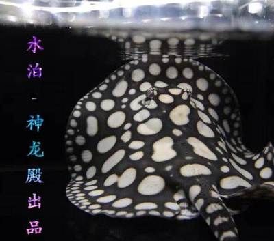 和興龍魚價格：和興龍魚價格受多種因素影響，和興龍魚的價格有疑問