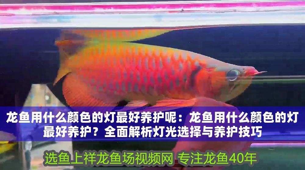 龍魚用什么顏色的燈最好養護呢：龍魚用什么顏色的燈最好養護？全面解析燈光選擇與養護技巧