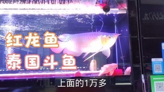 龍魚吃活食算殺生么：關(guān)于龍魚食用活食是否算是殺生的問題