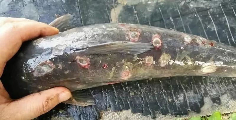 魚身上潰爛 霉凈爛