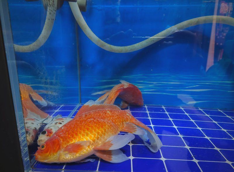 魚身上潰爛 霉凈爛