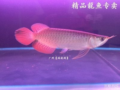 如何給專賣龍魚的店取名：專賣龍魚的店取名時可以考慮結合龍魚的特點、寓意好的詞匯