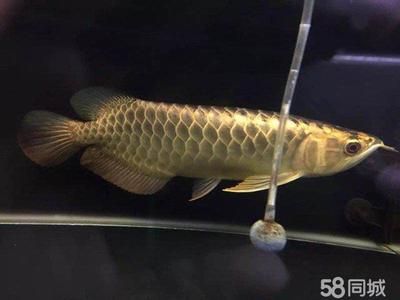 如何給專賣龍魚的店取名：專賣龍魚的店取名時可以考慮結合龍魚的特點、寓意好的詞匯