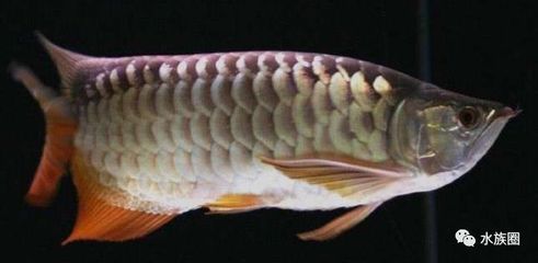 龍魚要檢疫嗎（養龍魚需要檢疫嗎，龍魚要檢疫嗎）