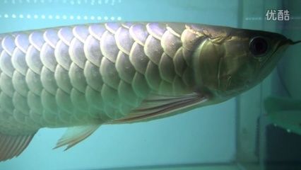 極品金龍魚高清壁紙 紫金：龍魚之巔金龍魚壁紙