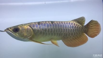 極品金龍魚高清壁紙 紫金：龍魚之巔金龍魚壁紙