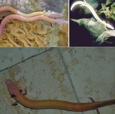 龍魚爛尾：龍魚爛尾怎么辦